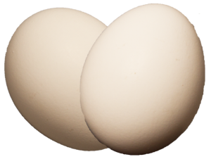 Jærhøns egg. Foto: J. L. Gjerstad