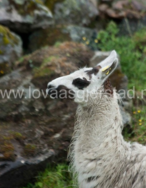 andredyr_lama_telemark_mg_7039-2