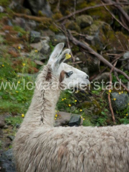 andredyr_lama_telemark_mg_7042