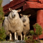 sau_nks_bkulberg__mg_2383