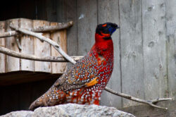 fjaerfe_tragopan_sfpettersson_img_3142