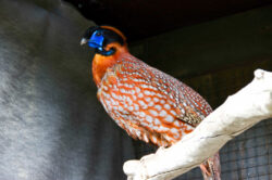 fjaerfe_tragopan_sfpettersson_img_3171