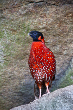 fjaerfe_tragopan_sfpettersson_img_3291