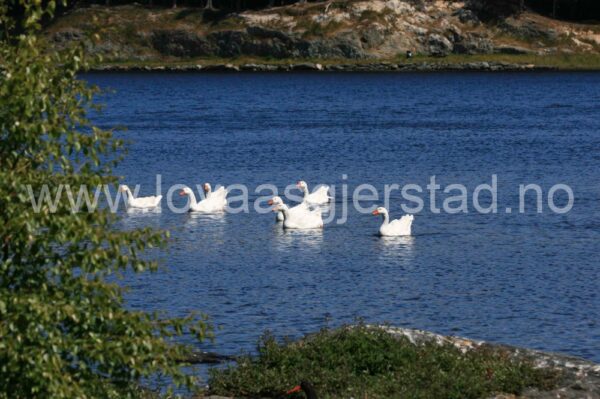 fjaerfe_gjess_haugesund_832