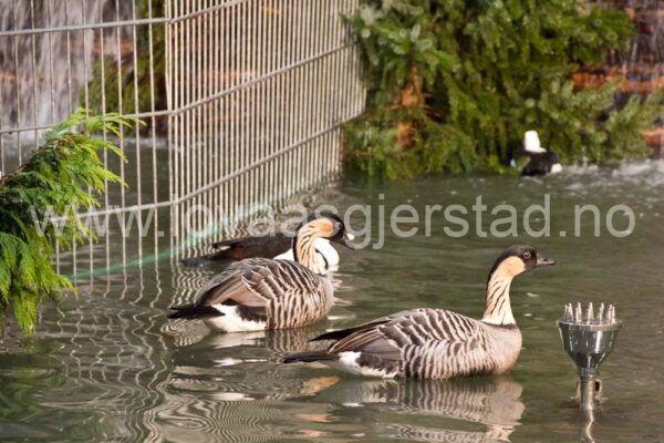 fjaerfe_hawaiigas_leipzig2012_img_0058