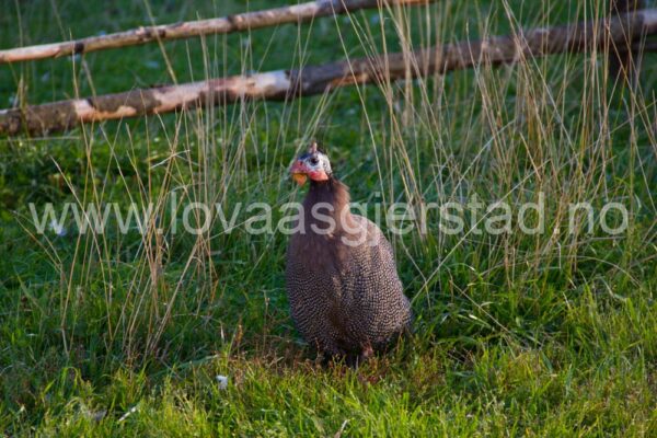 fjaerfe_perlehons_bnyberg_img_8542