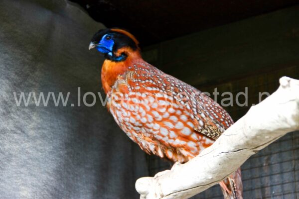 fjaerfe_tragopan_sfpettersson_img_3171