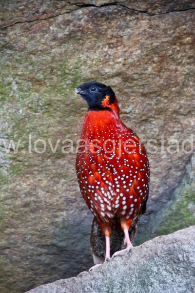 fjaerfe_tragopan_sfpettersson_img_3291