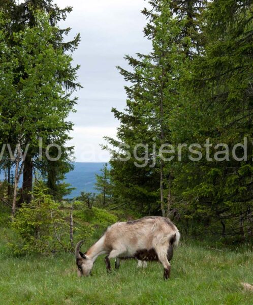 geit_norsk-melkegeit_ajsveen__mg_5402