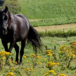 hest_kaldbrodstraver_mjohannessen__mg_0070