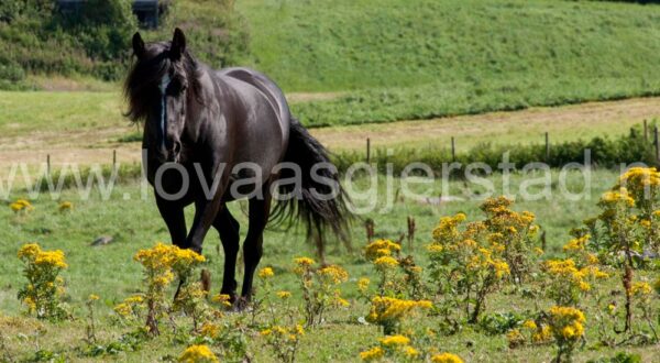 hest_kaldbrodstraver_mjohannessen__mg_0070