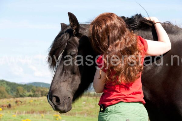 hest_kaldbrodstraver_mjohannessen__mg_0113