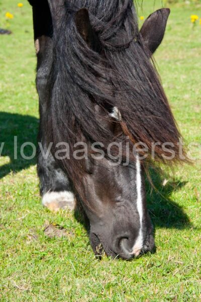 hest_kaldbrodstraver_mjohannessen__mg_0151