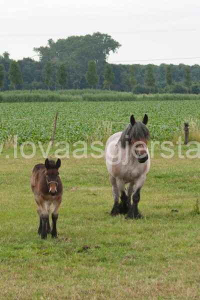 hest_nederland__mg_7041