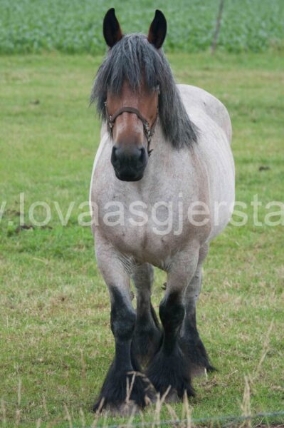 hest_nederland__mg_7047