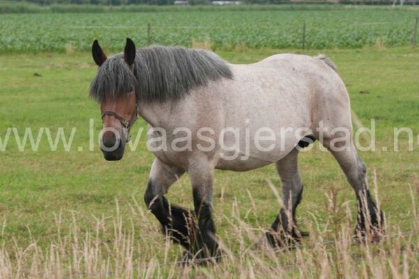 hest_nederland__mg_7061