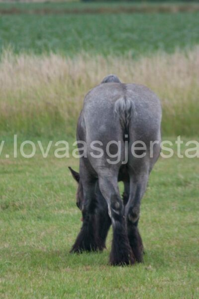 hest_nederland__mg_7065