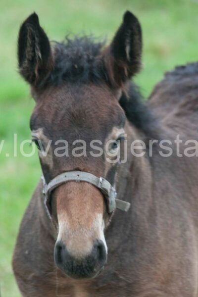 hest_nederland__mg_7068