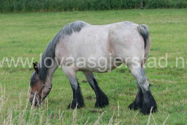 hest_nederland__mg_7070