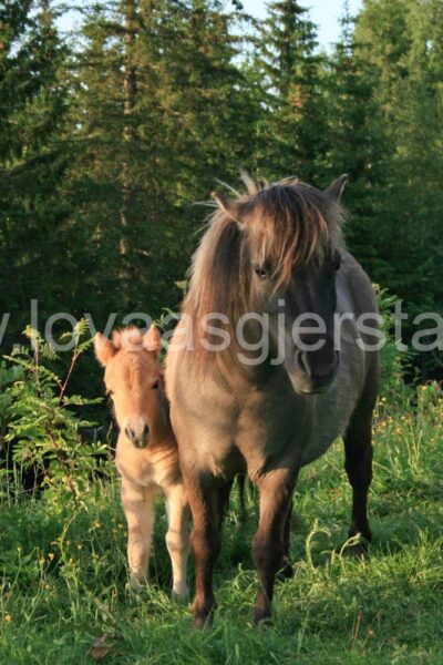 hest_shetland_img_1783