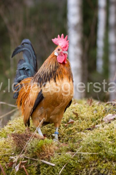 hons_hollandske-dverghons-gull-sort-vaktel_jdirksen_img_0292