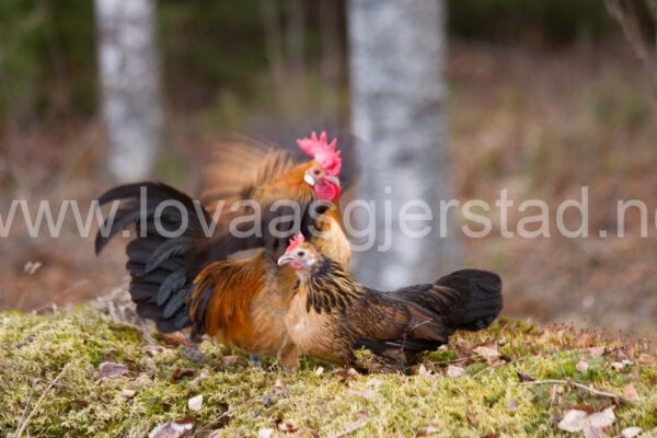 hons_hollandske-dverghons-gull-sort-vaktel_jdirksen_img_0326