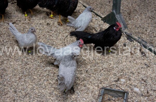 hons_hollandske-dverghons_rdocter__mg_6479