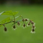 natur_humle_norsk-folkemuseum__mg_1216