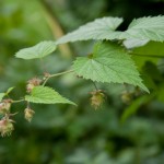 natur_humle_norsk-folkemuseum__mg_1217