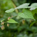 natur_humle_norsk-folkemuseum__mg_1218