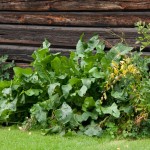 natur_pepperrot_norsk-folkemuseum__mg_1197