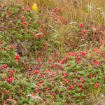 natur_sor-gjaeslingan_rorvik__mg_0429