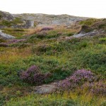 natur_sor-gjaeslingan_rorvik__mg_0473