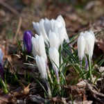 natur_krokus_as__mg_5893