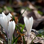 natur_krokus_as__mg_5909