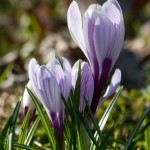 natur_krokus_as__mg_6028