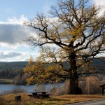 natur_kroern_den-gamle-mester__mg_2613