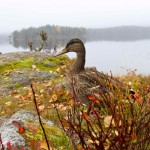 natur_nordmarka_img_2964