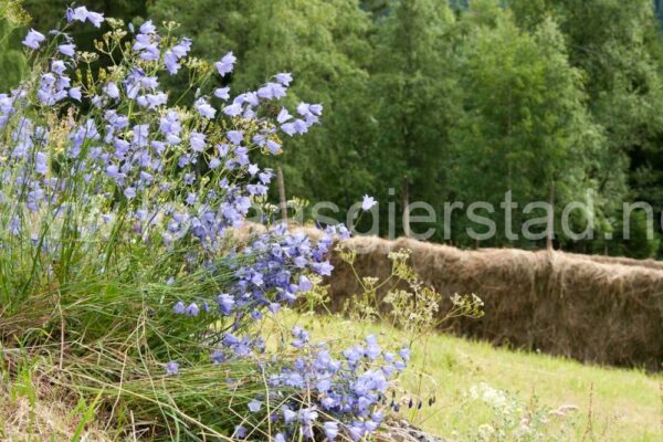 natur_emosleth__mg_4743