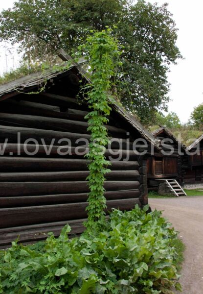 natur_humle_norsk-folkemuseum__mg_1201