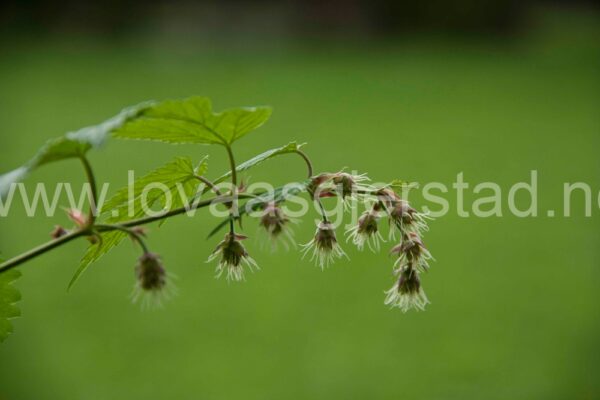 natur_humle_norsk-folkemuseum__mg_1216