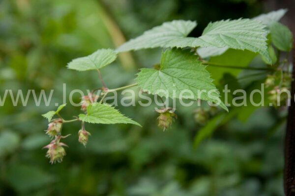 natur_humle_norsk-folkemuseum__mg_1217