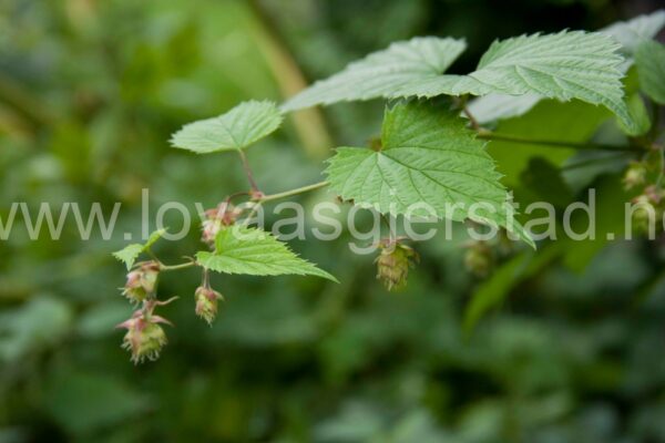 natur_humle_norsk-folkemuseum__mg_1218