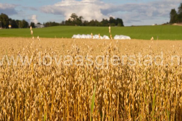 natur_landbruk_as_img_5019