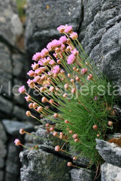 natur_strandnellik_467