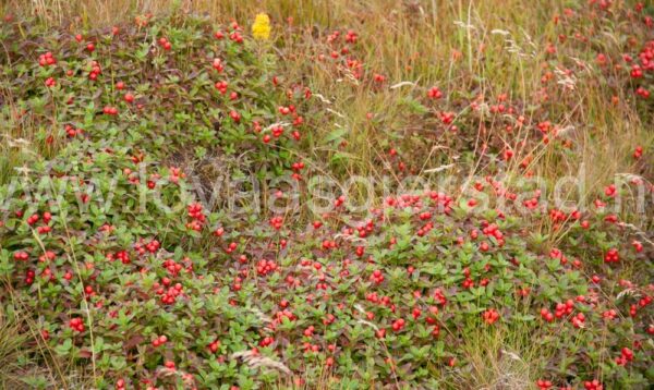 natur_sor-gjaeslingan_rorvik__mg_0429