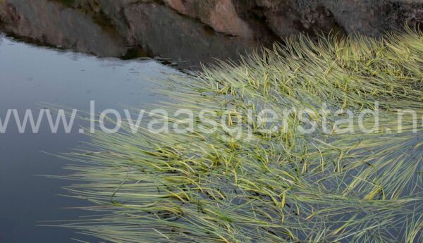 natur_sor-gjaeslingan_rorvik__mg_0458