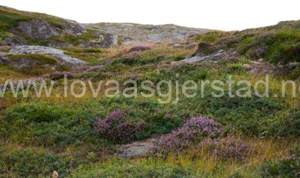 natur_sor-gjaeslingan_rorvik__mg_0473