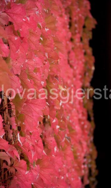 natur_villvinn_norsk-folkemuseum__mg_1222