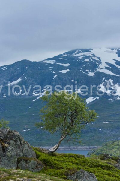 natur_fjell__mg_7056